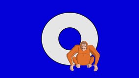 Letter O and Orangutan (foreground). Animated animal alphabet. Motion graphic with chroma key. Animal in a foreground of a letter.