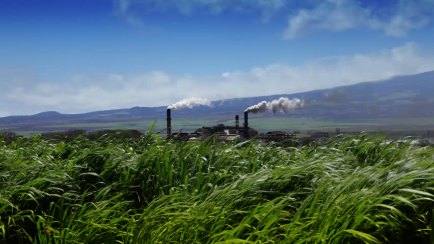Sugarcane Field and Refinery Hawaii