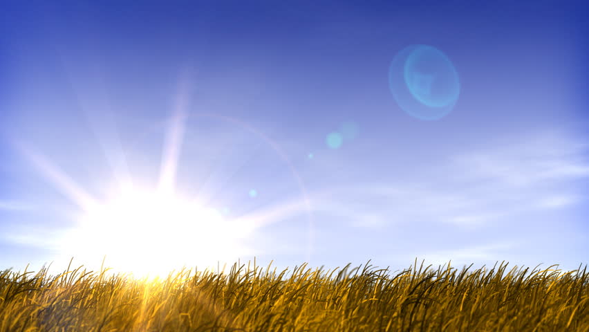 Summertime Field of Grass and Sunset