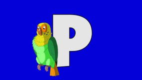 Letter P and Parrot (foreground). Animated animal alphabet. Motion graphic with chroma key. Animal in a foreground of a letter.