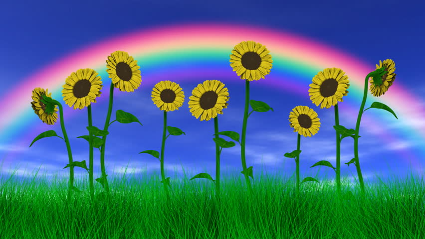 Sunflowers Under a Rainbow