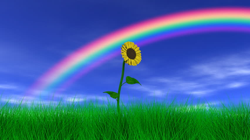 Flower Under a Rainbow