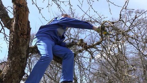 skilled grower man pruning branches with shears high on tree on blue sky