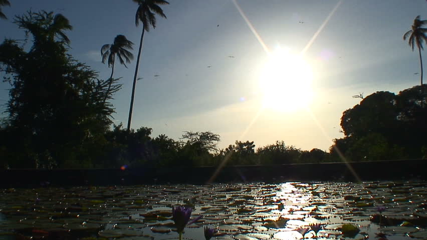 Dragonflies over Pond
