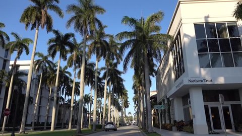 Camera Movement through the royal palm alley at West Palm beach, Florida. Smooth motion. Nice picture