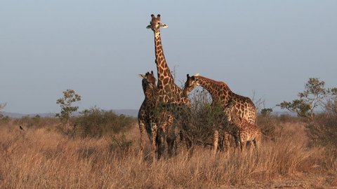 Giraffe (Giraffa camelopardalis giraffa ) eating from top of bushes