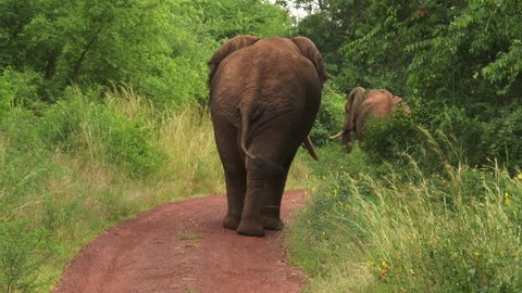 African Elephant (Loxodonta africana)  on the road, walking away in front of camera