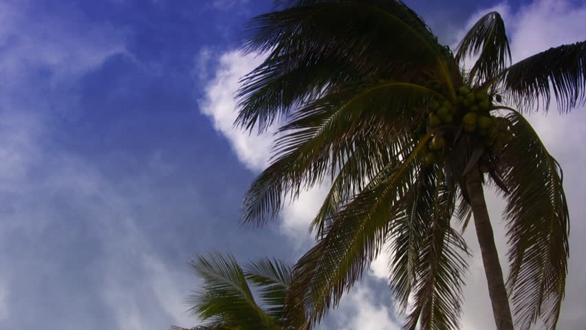 Tropical Palm Trees Paradise