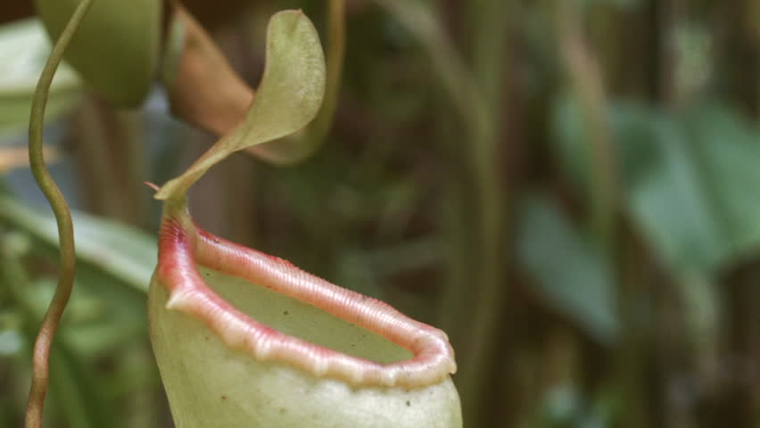 Tropical Pitcher Plant (Nepenthes sp.). Insects fall off the slippery lip and are digested in the fluid within the pitcher.