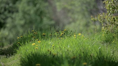 Species of wild taiga. Field.  Blooming Sally. silence
