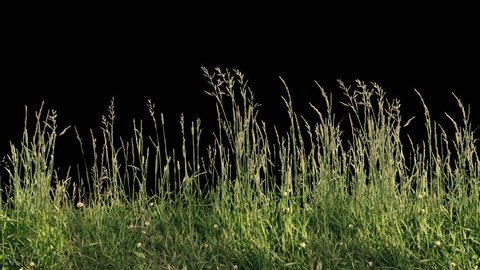 Beautiful high tiled panorama grass, real shot green plant blowing on the wind, isolated on alpha channel with black white luminance matte, perfect for film, digital composition, projection mapping