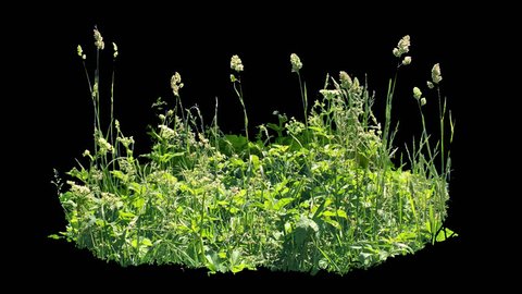 Beautiful piece of high grass, real shot green plant blowing on the wind, isolated on alpha channel with black white luminance matte, perfect for film, digital composition, projection mapping