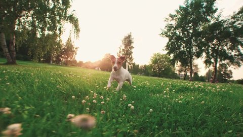 Jack Russell Terrier dog running carefree through the grass in the nature Park, slow motion