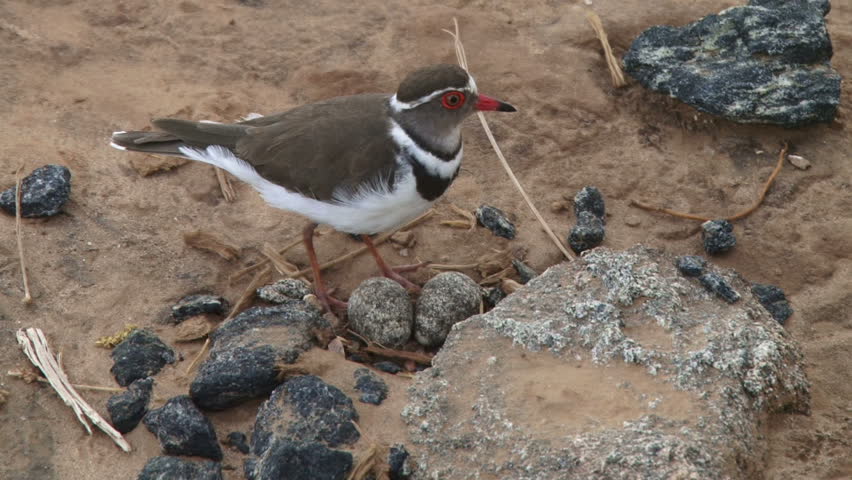 A little plover with ground nest and eggs.