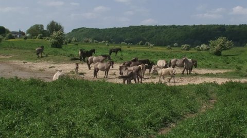 Konik horses, herd roaming on the banks of the river Rhine. Semi-wild herds of konik can be seen today in many nature reserves such as the BLAUWE KAMER, THE NETHERLANDS.