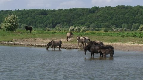 Konik horses, herd wading in river Rhine. Grebbeberg moraine hill in background. Semi-wild herds of konik can be seen today in many nature reserves such as the BLAUWE KAMER, THE NETHERLANDS.