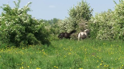 Konik horse, herd running in hawthorn landscape. Semi-wild herds of konik can be seen today in many nature reserves such as the BLAUWE KAMER, THE NETHERLANDS.