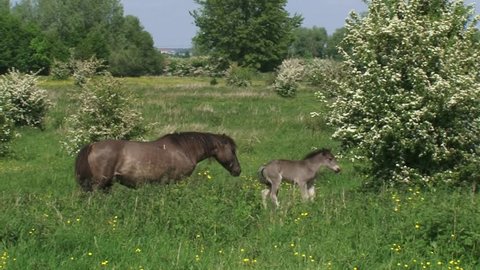 Konik horse, mare and foal join the herd in hawthorn landscape. Semi-wild herds of konik can be seen today in many nature reserves such as the BLAUWE KAMER, THE NETHERLANDS.