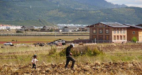 Oct 20,2015:4k tibetan father with children playing in land in field,shangrila yunnan,china. gh2_10394_4k