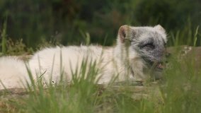 An Arctic Fox laying on a grassy meadow.