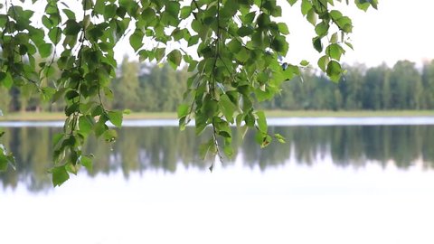 Tree in calm wind, lake in Finland, leaves in wind with lake