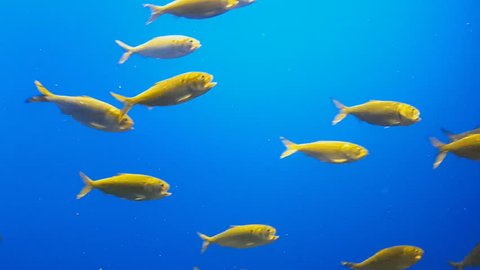 School Fish Blue Background School Fish Stock Footage Video (100%  Royalty-free) 17734258 | Shutterstock