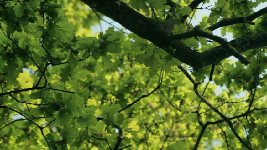 Tracking shot through oak tree branches