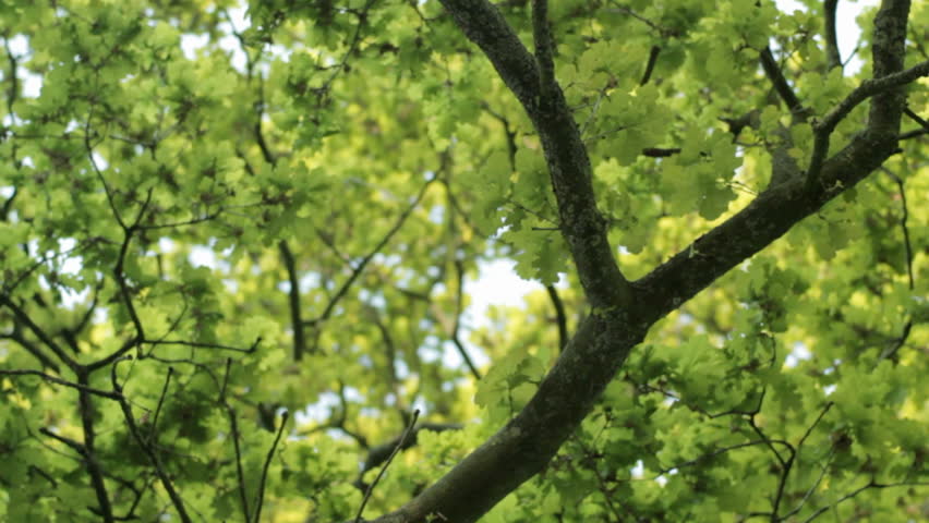 Tracking shot through oak tree branches