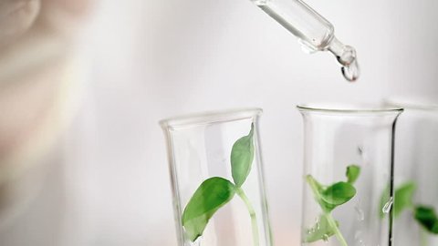 Researcher drops fluid into test tube with plant specimen