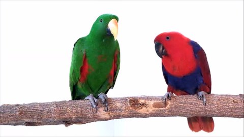 green male eclectus parrot feeding femal red bird