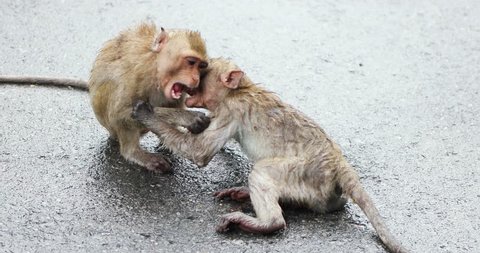 two monkey children playing with each other like fighting on wet gravel floor.