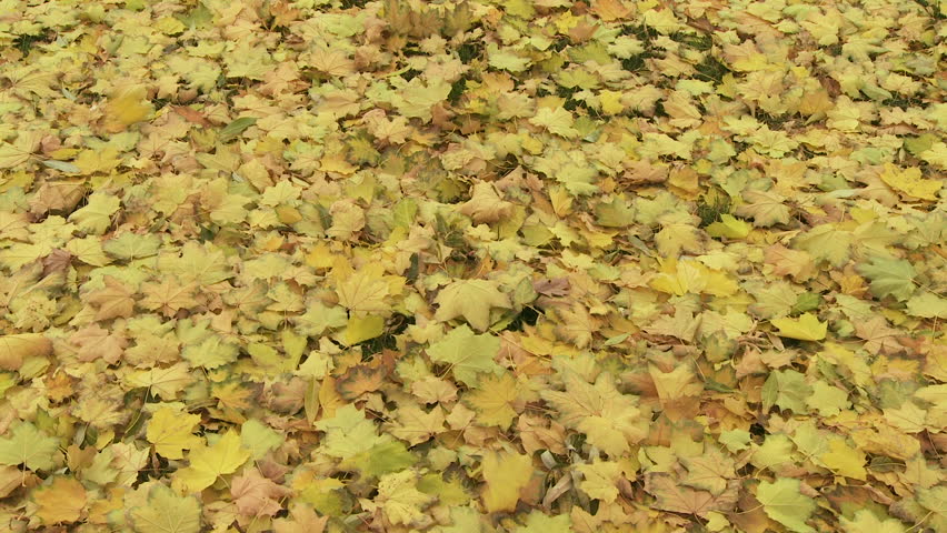 Autumn Maple leaves blowing on the ground