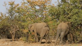 African elephants (Loxodonta africana) feeding on trees, Kruger National Park, South Africa