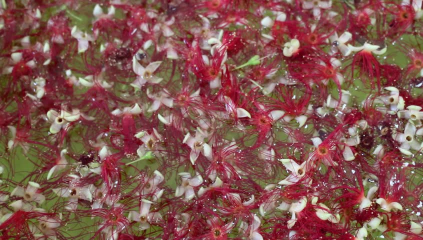 Red flowers on a pot of water