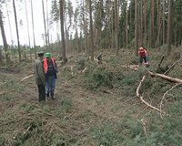 Forest cleaning activities. Workers cut trees with chainsaw after storm. Ranger. 