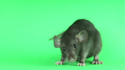 gray rat on a green screen