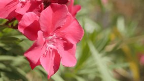 Beautiful pink Nerium oleander flower in the garden close-up 4K 2160p 30fps UltraHD footage - Apocynaceae dogbane family tree shrub plant 3840X2160 UHD video