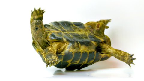 Helpless Russian tortoise turned upside down, shakes its legs in an attempt to get on its feet. (av17503c)