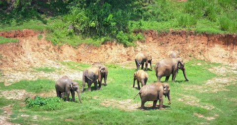 Large family herd of elephants feeding on green grass in Sri Lanka national park