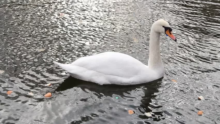 Graceful Swan on a lake