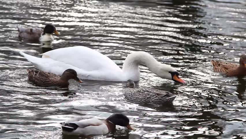 Graceful Swan on a lake with duck