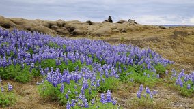 A typical Icelandic landscape with fields of blooming lupine and moss on lava stones. Iceland, Europe. Full HD video (High Definition).