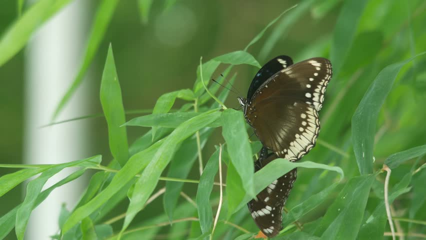 butterflies are mating on the bamboo shoot