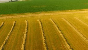 AERIAL: Flight over the harvested field in sunrise