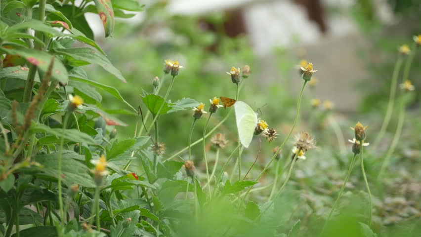 butterfly and flower