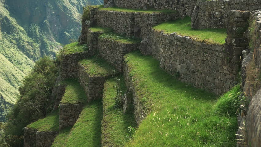 close up of grass growing on teraces at machu picchu, peru