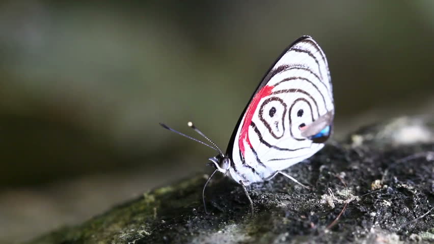 Common species of butterfly in Ecuadorian rainforest eating minerals