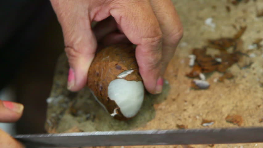 Peeling the tagua seeds with a big machete
