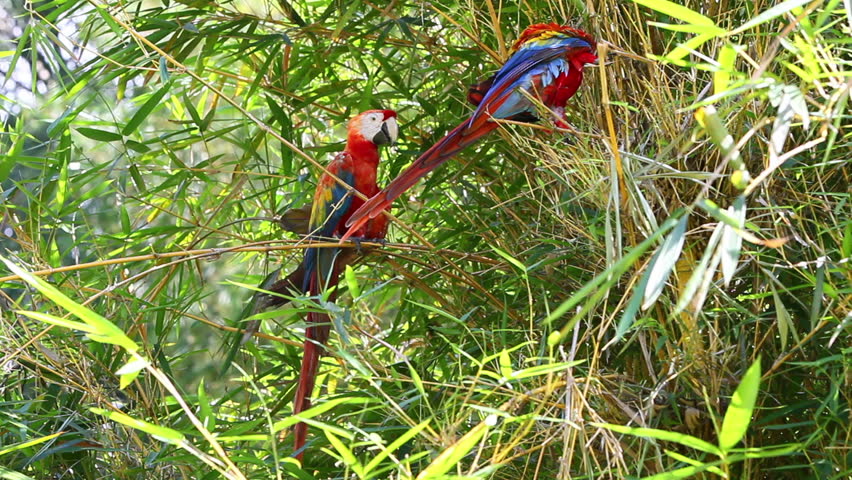 Pair of ara maco parrots in Ecuadorian amazonia,shot in the wild