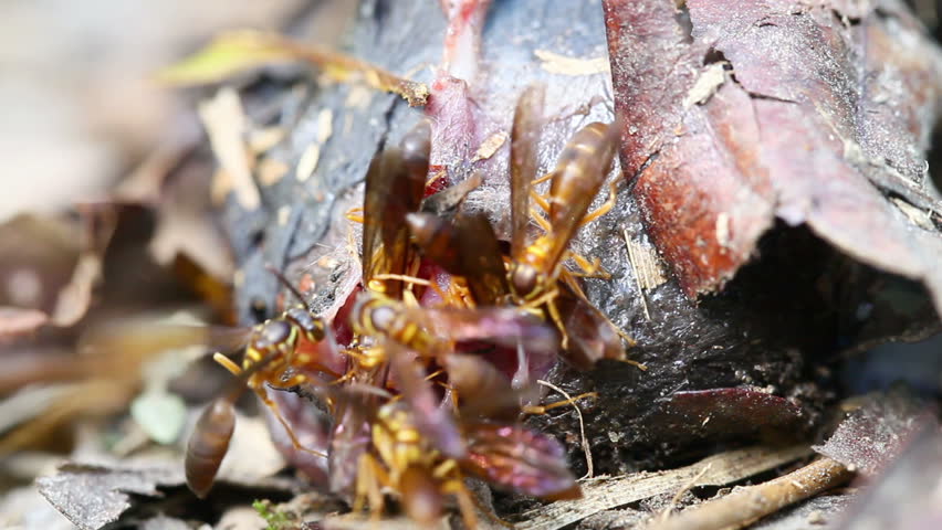 a bat corpse is devoured by flying wasps in Ecuadorian Amazonia